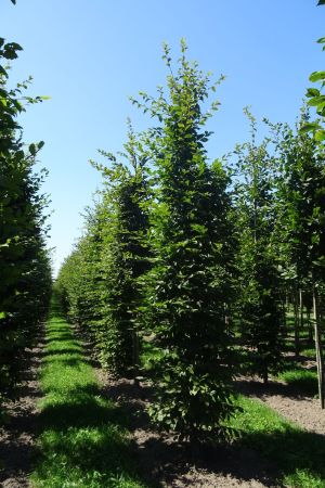 Carpinus-betulus-geveerd-14-18