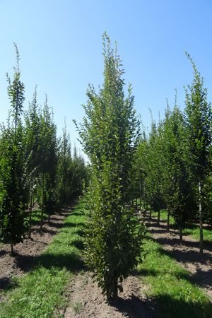 Carpinus-betulus-geveerd-16-20