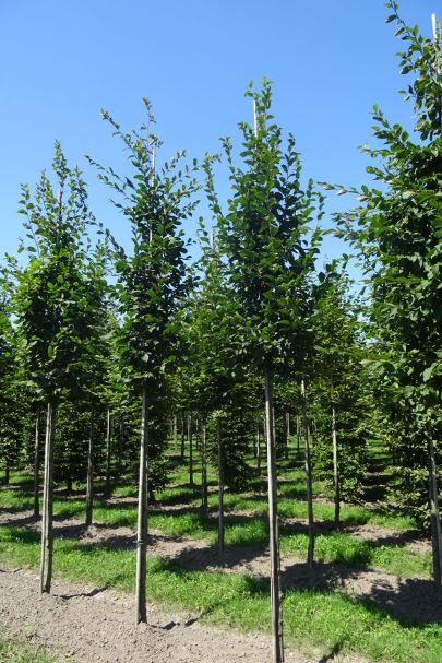 Carpinus betulus HO