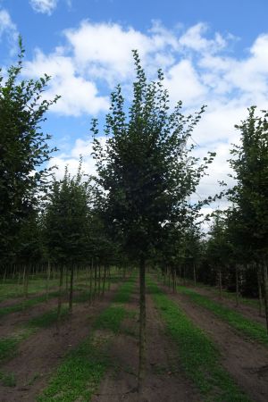 1_Carpinus-betulus-ho-16-20-2