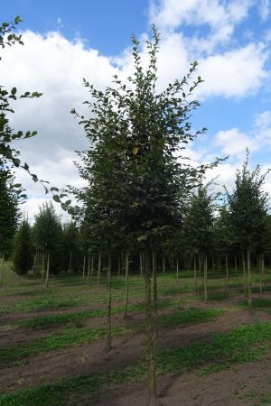 1_Carpinus-betulus-ho-16-20