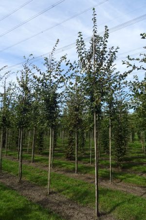 Carpinus-betulus-ho-12-16-2