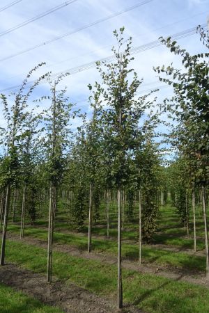 Carpinus-betulus-ho-12-16