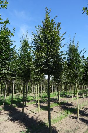 Carpinus-betulus-ho-16-20-2