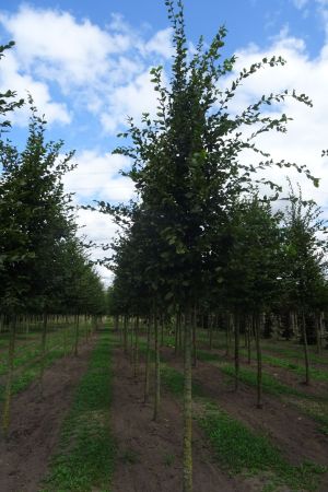 Carpinus-betulus-ho-16-20-3