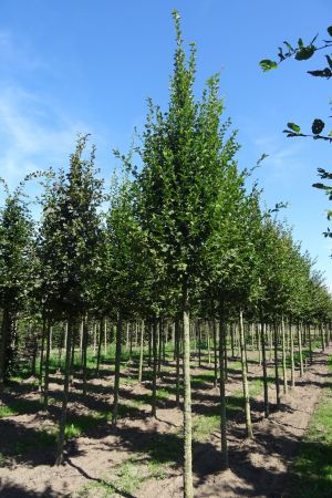 Carpinus-betulus-ho-16-20