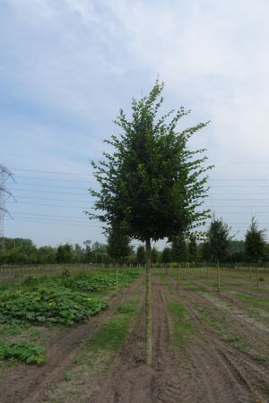 Carpinus-betulus-ho-20-30