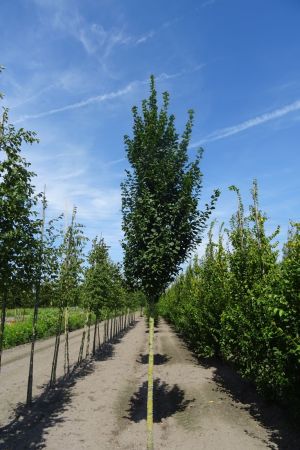 Carpinus-b-Lucas-ho-18-20-25