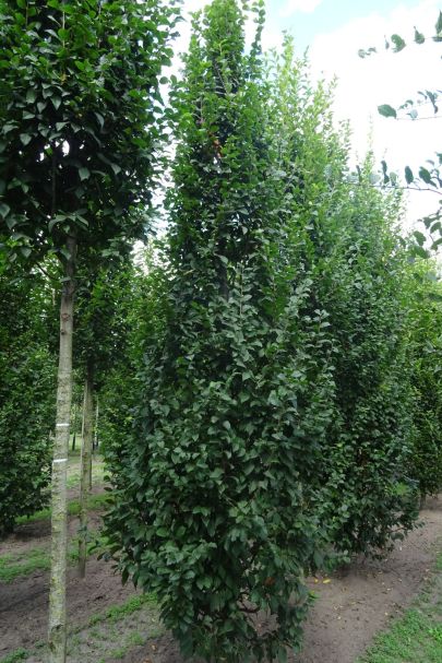 Carpinus betulus 'Lucas' GEV