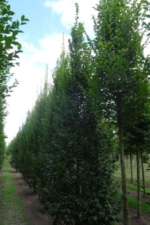 Carpinus-b-Lucas-geveerd-18-25-2