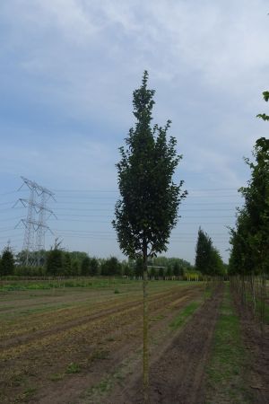 Carpinus-b-Lucas-ho-16-20