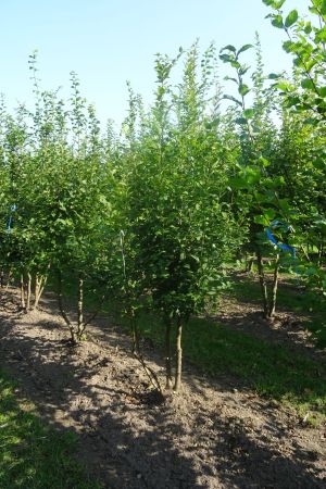 Carpinus-betulus-meerstam-200-250-2