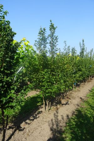 Carpinus-betulus-meerstam-250-300-2