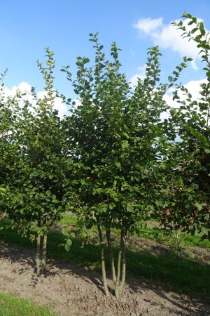 Carpinus-betulus-meerstam-300-350-2