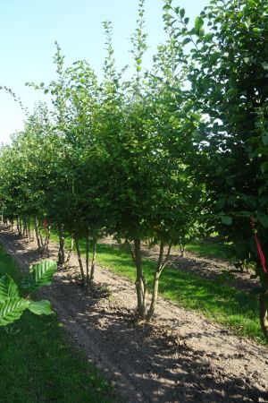 Carpinus-betulus-meerstam-300-350-3