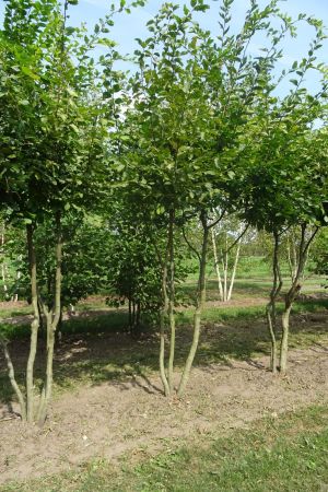 Carpinus-betulus-meerstam-300-350