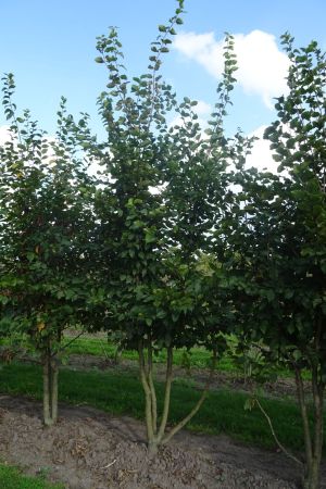 Carpinus-betulus-meerstam-350-400-2