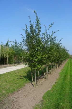 Carpinus-betulus-meerstam-350-400-3