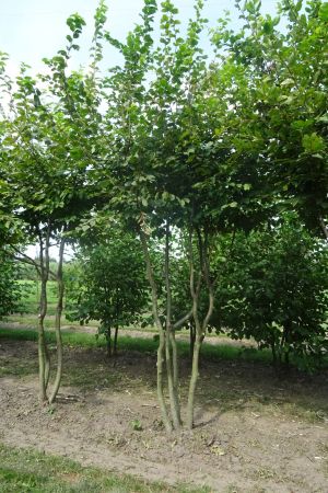 Carpinus-betulus-meerstam-350-400-4