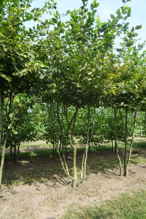 Carpinus-betulus-meerstam-350-400