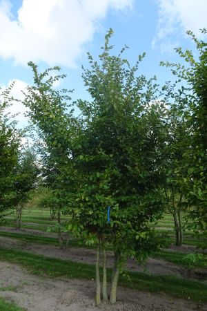 Carpinus-betulus-meerstam-450-500-2