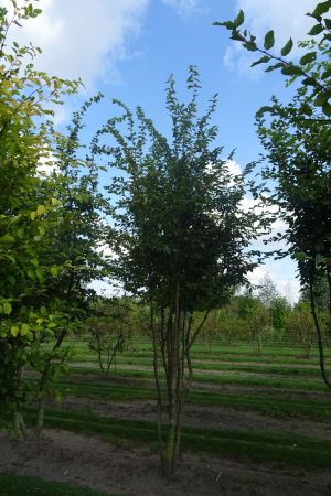 Carpinus-betulus-meerstam-450-500-3