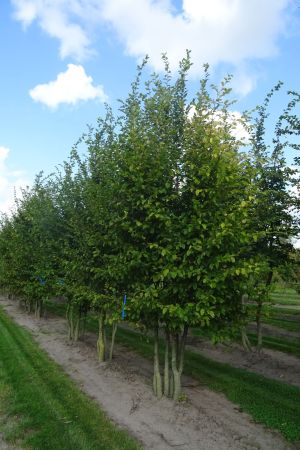 Carpinus-betulus-meerstam-450-500