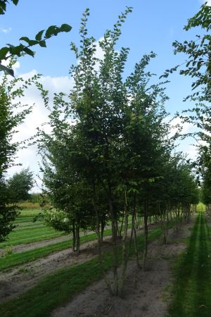 Carpinus-betulus-meerstam-500-600