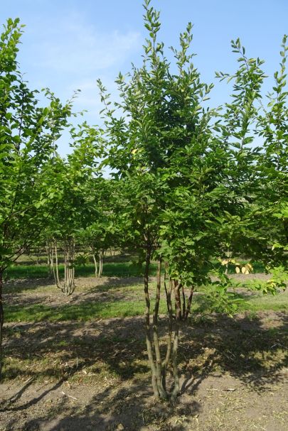Carpinus betulus MRSTAM