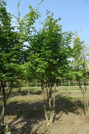 Carpinus-betulus-meerstam-300-350