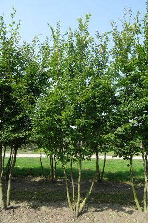 Carpinus-betulus-meerstam-350-400-2