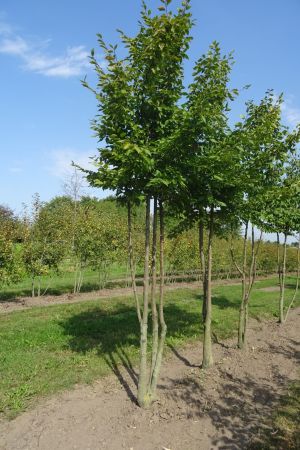 Carpinus-betulus-meerstam-350-400-3