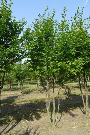 Carpinus-betulus-meerstam-350-400