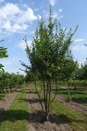 Carpinus-betulus-meerstam-400-450
