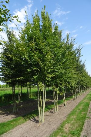 Carpinus-betulus-meerstam-500-600