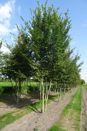 Carpinus-betulus-meerstam-600-700