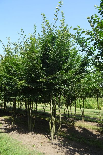 Album multistemmed trees | meerstammige bomen