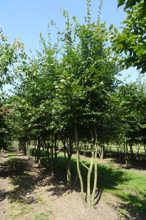 Carpinus-betulus-meerstam-nat.-dak-450-500-2