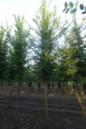 Carpinus-betulus-ho-14-16-18