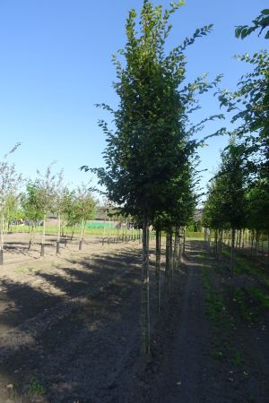 Carpinus-betulus-ho-16-18-20