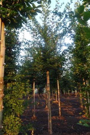 Carpinus-betulus-ho-16-18-20