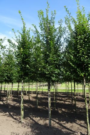 Carpinus-betulus-ho-16-18-20