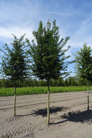 Carpinus-betulus-ho-18-20-25