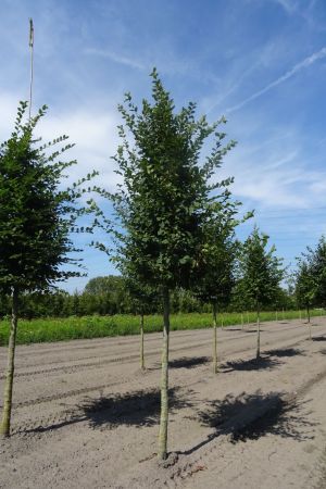 Carpinus-betulus-ho-18-20-25