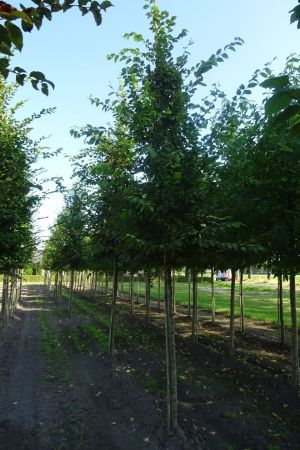 Carpinus-betulus-ho-18-20-25