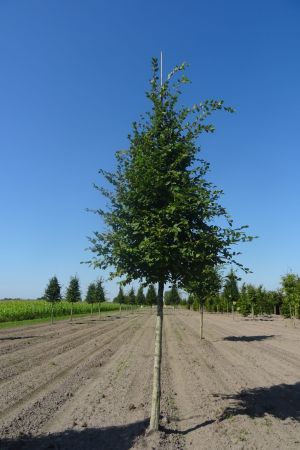 Carpinus-betulus-ho-20-25-30