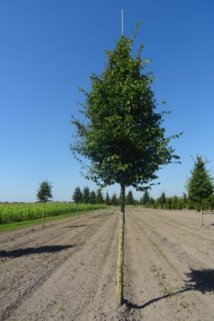 Carpinus-betulus-ho-20-25-30