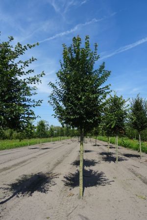 Carpinus-betulus-ho-25-30