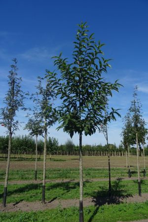1_Castanea-sativa-ho-14-18