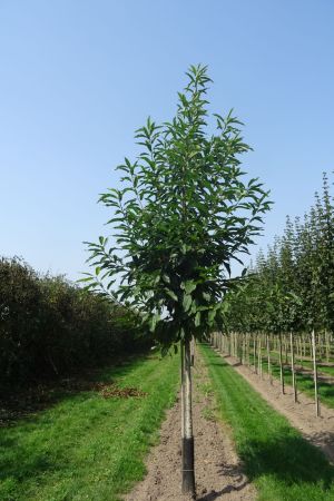 1_Castanea-sativa-ho-16-20